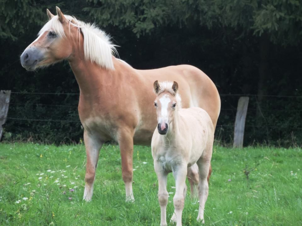 Vidéo poulinières haflinger