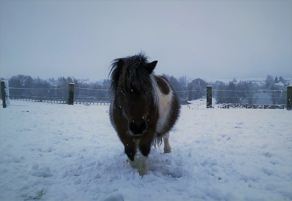 Les poneys dans la neige