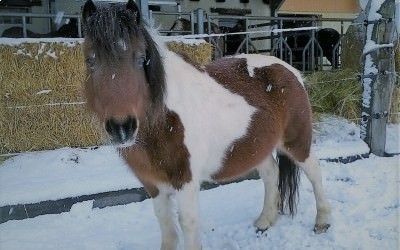 Les poneys dans la neige