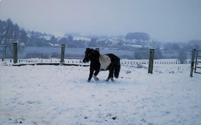 Les poneys dans la neige