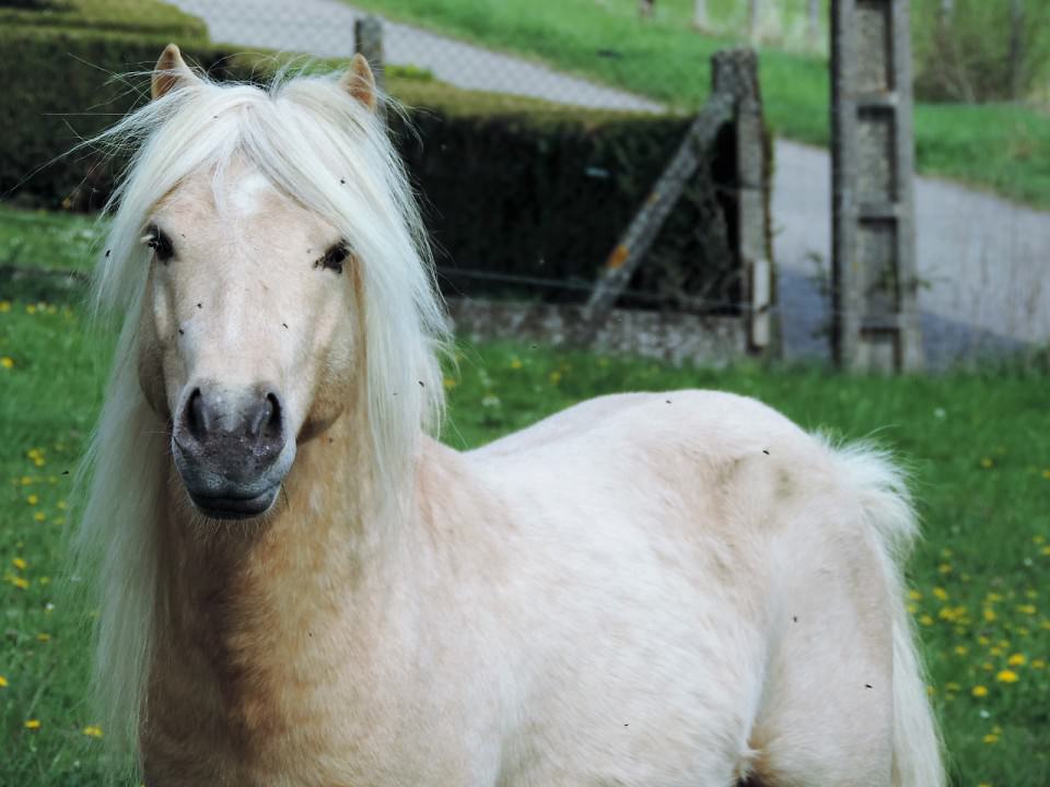 Nouvel étalon !!! .... Shetland!