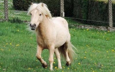 Nouvel étalon !!! .... Shetland!