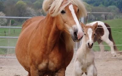 1ère sortie pour Heidi