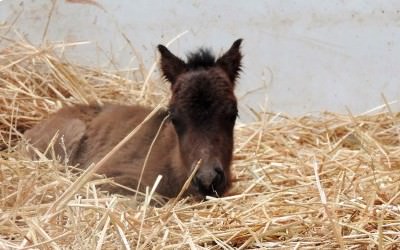 Mini-pouliche le 03/05/2017!