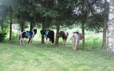 Programmation Poney-Goûter et Mini-Stages