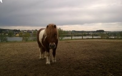 Un nouveau poney pour les activités enfants!