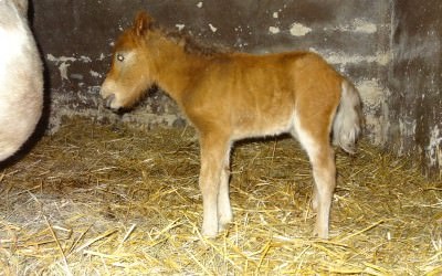 Igloo Del Navajo est né le 25/04/2018