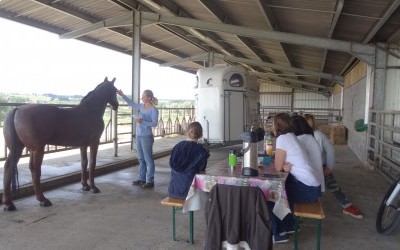 Journée Shiatsu Equin