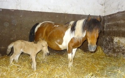 Dernier bébé de l'année, enfin!