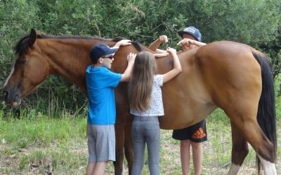 Nouvelle activité poney: Poney'Sens