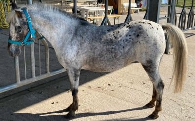 Jils, petite nouvelle dans la troupe poney Jils, petite nouvelle dans la troupe poney