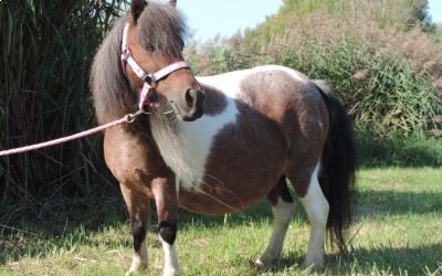 Poneys à vendre!