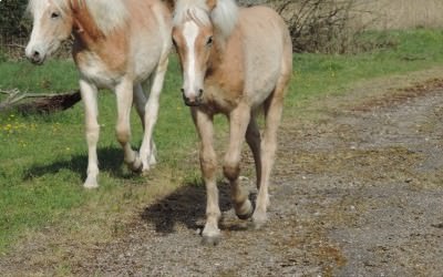 Jilow et Jeyce ont trouvé leurs familles