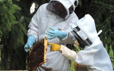 Le rucher La Bonne Abeille s'installe