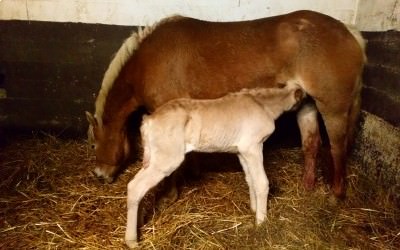 Naissance du 1er poulain de l'année 2021