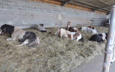 Vacances pour les poneys!