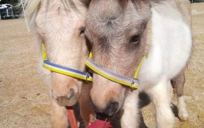 Lucia et Lhyla, 2 pouliches shetland pour l'élevage!