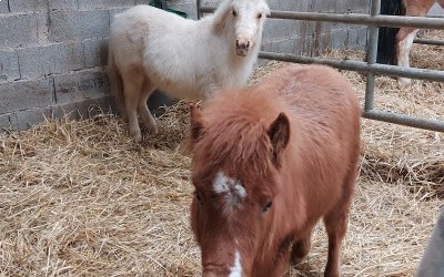 Lollypop et Libellule sont sevrées