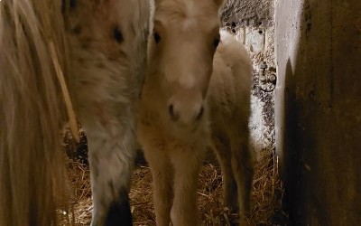 Mélilot, 3ème naissance 2022