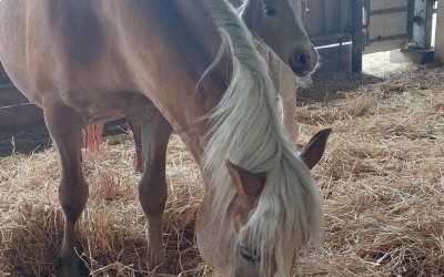 Dernière naisssance de l'année, une pouliche!