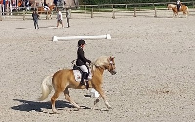 Championnat de France Haflinger