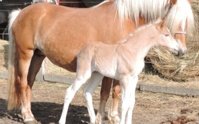 Naissances Haflinger 2023, only ladies!