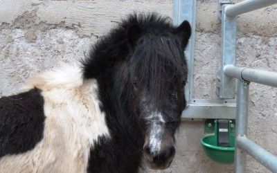 Nouveau poney dans l'équipe des shetland!