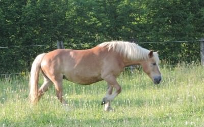 Heidi, arrivée pour la saillie