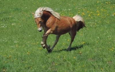 Damil'As est partie dans le Nord