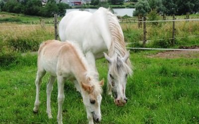 Gwell a été adopté par Quendra