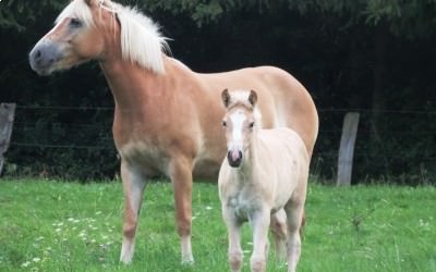 Vidéo poulinières haflinger