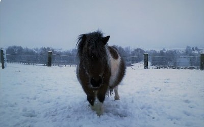 Les poneys dans la neige