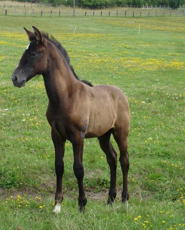 Ventisca Del Navajo