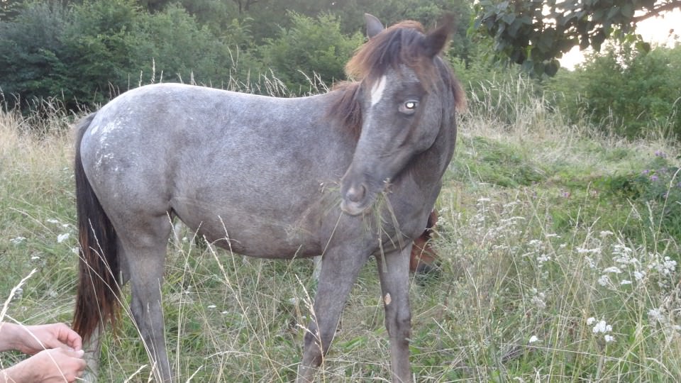 Héluua Del Navajo