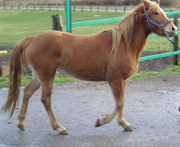 Quookaï Del Navajo