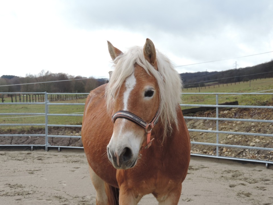 Favora Van Staal Vandecasteele, poulinière