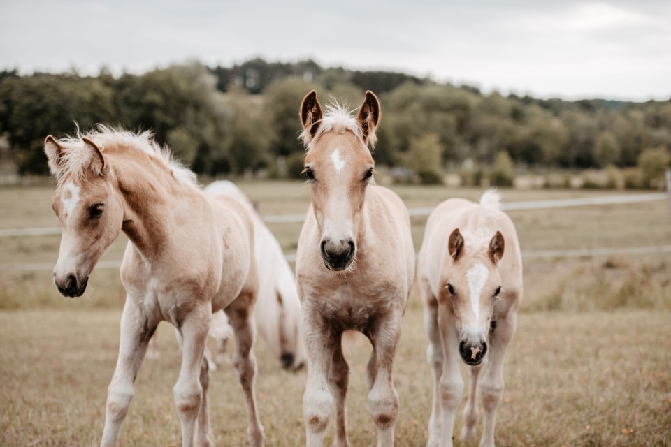 HAFLINGER 2024