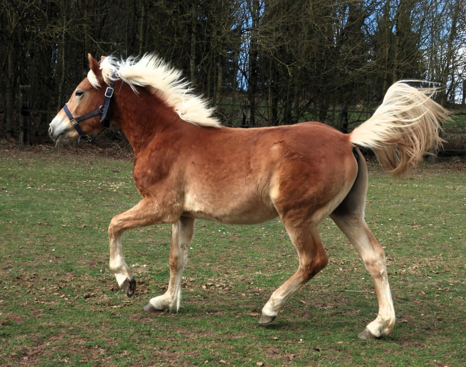 OZAIO WINZ DEL NAVAJO, HAFLINGER, 1 AN.