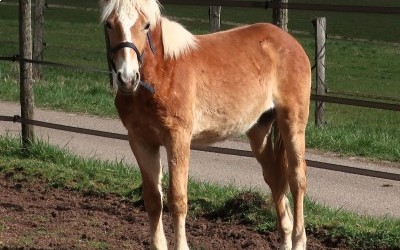 OZAIO WINZ DEL NAVAJO, HAFLINGER, 1 AN.
