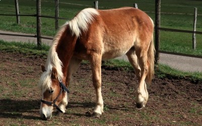 OZAIO WINZ DEL NAVAJO, HAFLINGER, 1 AN.