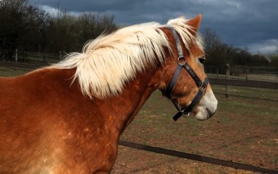 OZAIO WINZ DEL NAVAJO, HAFLINGER, 1 AN.