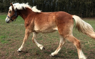 OZAIO WINZ DEL NAVAJO, HAFLINGER, 1 AN.