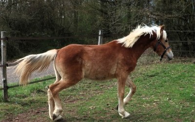 OZAIO WINZ DEL NAVAJO, HAFLINGER, 1 AN.