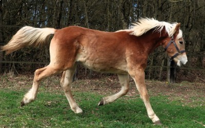 OZAIO WINZ DEL NAVAJO, HAFLINGER, 1 AN.