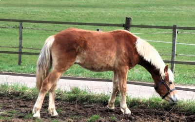 OZAIO WINZ DEL NAVAJO, HAFLINGER, 1 AN.