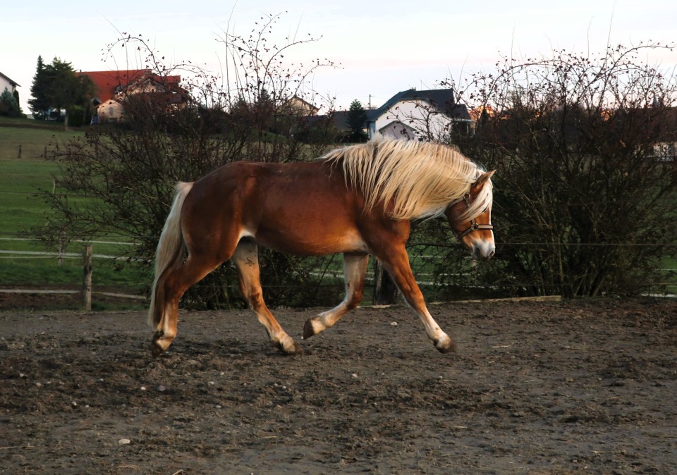 LYOS AX DU NEBOUZAN, HAFLINGER