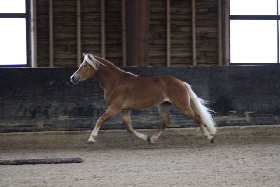 LYOS AX DU NEBOUZAN, HAFLINGER