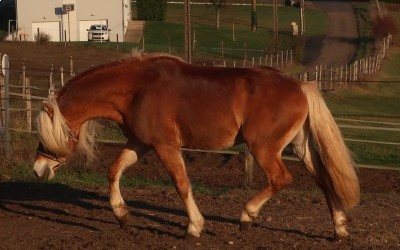 LYOS AX DU NEBOUZAN, HAFLINGER