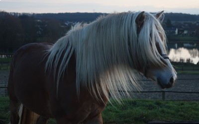 LYOS AX DU NEBOUZAN, HAFLINGER