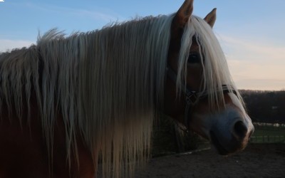LYOS AX DU NEBOUZAN, HAFLINGER